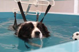 Paws 4 Hydrotherapy Nottingham | For a Healthy Happy Doggy