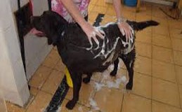 Be Pampered