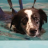 Collie